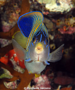 Imperator
Nikon D200, 60 micro , twin strobo
Wakatobi 2010 by Marchione Giacomo 